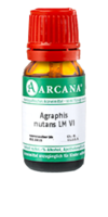 AGRAPHIS NUTANS LM 6 Dilution