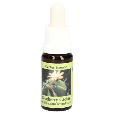BLUE BERRY Cactus Essenz Tropfen